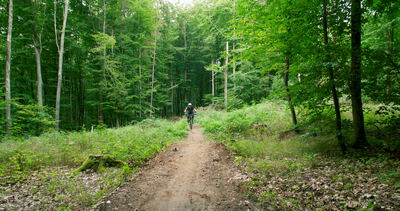 Einzelner Mountainbiker fährt über einen grünen Waldweg