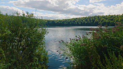 Schilf und Sträucher wiegen sich am Ufer eines Sees im Wind, Schilfrohr, Schilfgürtel und Schilf im Wind als 4K Stockvideo