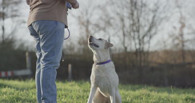 Hundetraining mit Labrador auf einer grünen Wiese Hundetraining mit Labrador auf einer grünen Wiese, Labrador Training, Hund macht Sitz und Hundeerziehung als 4K Stockvideo