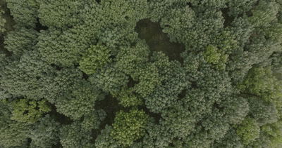 Luftaufnahme aus der Vogelperspektive über dichtem grünem Wald