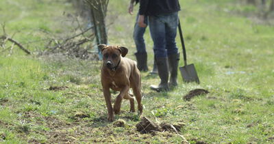 Hund rennt über die Wiese vor einer Baumpflanzung