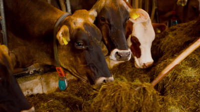 Braune Milchkühe fressen Heu im Stall eines Bauernhofs