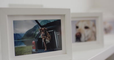 Gerahmtes Foto eines Hundes im Kofferraum vor Bergsee