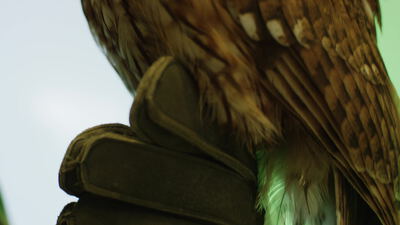 Greifvogel Präparat mit Gefieder in der Nahaufnahme Greifvogel Präparat mit Gefieder in der Nahaufnahme, Vogelpräparat, Tierpräparat und Federn als 4K Stockvideo
