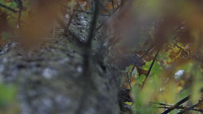Zweige mit Herbstlaub im weichen Bokeh eines Waldes