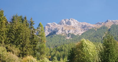 Helle Felsgipfel über Bergwald mit Nadelbäumen bei blauem Himmel