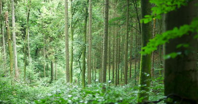 Hoher Wald mit schlanken Stämmen und grünem Unterwuchs