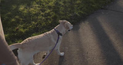 Labrador läuft an der Leine über einen Kiesweg im Abendlicht