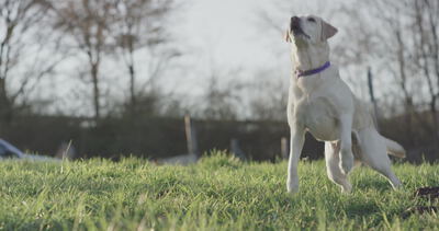 Labrador Retriever springt nach dem Ball auf sonniger Wiese