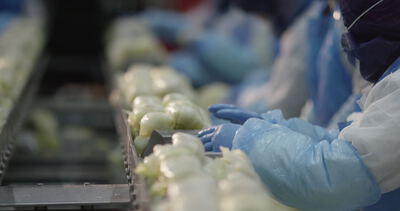 Salatköpfe werden an der Verarbeitungslinie von Hand kontrolliert