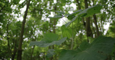 Große grüne Blätter im Gegenlicht im sommerlichen Wald