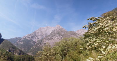 Laubzweige wiegen sich im Wind vor einem felsigen Berggipfel