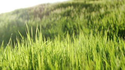 Grüne Grashalme wiegen sich in sonniger Sommerwiese Grüne Grashalme wiegen sich in sonniger Sommerwiese, Gras Nahaufnahme, frisches Gras und Wiese im Sonnenlicht als 4K