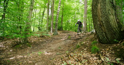 Mountainbiker fährt auf einem Trail an einem großen Baum vorbei