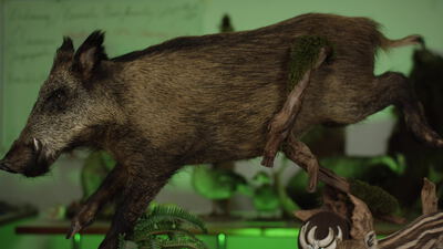 Wildschwein Präparat in einer Jagdausstellung Wildschwein Präparat in einer Jagdausstellung, Schwarzwild, Tierpräparat und Präparation als 4K Stockvideo