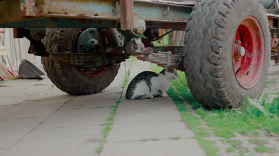 Schwarz weiße Katze sitzt unter einem Anhänger auf dem Bauernhof