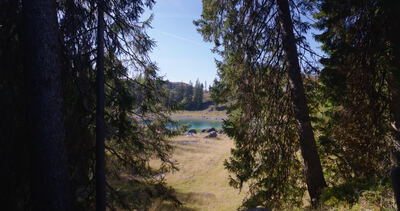 Blick zwischen dunklen Fichtenstämmen auf eine Wiese am Bergsee