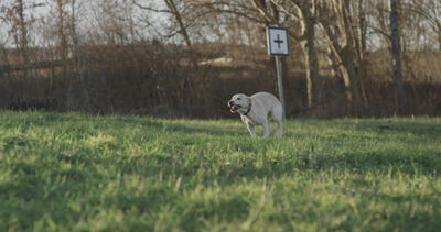 Labrador läuft bei goldenem Abendlicht über eine Wiese, Labrador auf der Wiese, Hund läuft über Wiese und Hund im Feld als