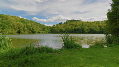 Schilfbüschel am Seeufer vor sanften bewaldeten Hügeln, Schilf am Ufer, Gräser am See und bewaldete Hügel als 4K Stockvideo