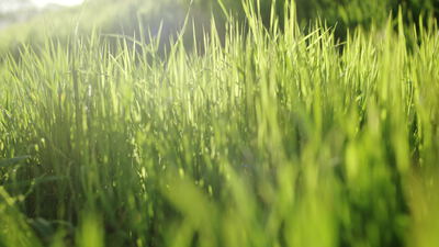 Grüne Grashalme leuchten im warmen Sonnenlicht auf einer Wiese