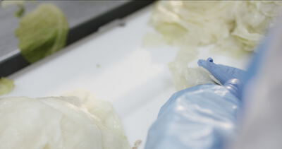 Frischer Weißkohl wird mit blauen Handschuhen in einem Lebensmittelbetrieb verarbeitet