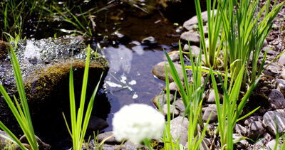 Sprudelnder Quellstein an einem kleinen Gartenteich mit Gräsern und Kieselsteinen