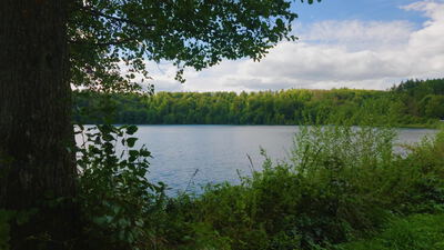 Alter Baumstamm am Ufer gibt den Blick auf einen See frei Alter Baumstamm am Ufer gibt den Blick auf einen See frei, Baumstamm am See, Baumkrone und Laubdach als 4K Stockvideo