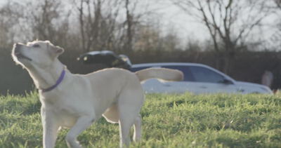 Labrador steht auf der Wiese und wedelt freudig mit dem Schwanz