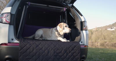 Labrador ruht auf gesteppter Kofferraumdecke im Kombi
