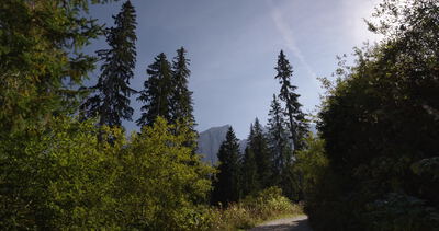 Hohe Fichten im Gegenlicht unter blauem Himmel am Waldrand