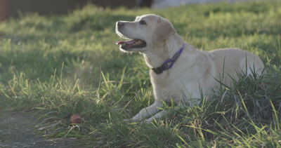 Labrador Retriever liegt entspannt im Gras bei Sonnenuntergang
