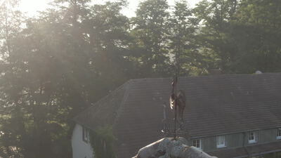 Schmiedeeiserner Wetterhahn auf altem Bauernhausdach Schmiedeeiserner Wetterhahn auf altem Bauernhausdach, Wetterhahn geschmiedet, Wetterfahne Bauernhaus und Wetterhahn auf Dach