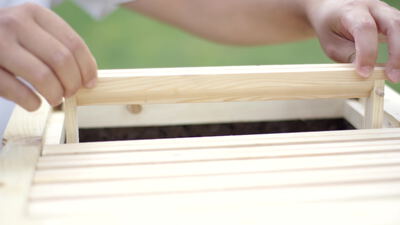 Imker setzt leere Holzrahmen in die Bienenbeute ein Imker setzt leere Holzrahmen in die Bienenbeute ein, Holzrahmen einsetzen, Rähmchen lizenzfrei und Imker setzt Rahmen ein