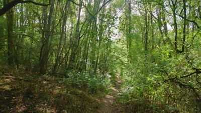 Schmaler Waldweg führt durch dichten grünen Laubwald, Waldpfad, Pfad durch den Wald und erdiger Pfad als 4K Stockvideo