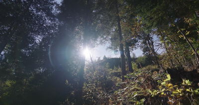 Sonnenlicht bricht zwischen Baumstämmen am Waldhang hervor