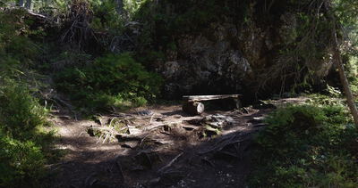 Waldboden mit freiliegenden Wurzeln vor einem bewachsenen Felsblock