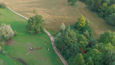 Luftaufnahme einer kleinen Rinderherde auf einer Waldwiese