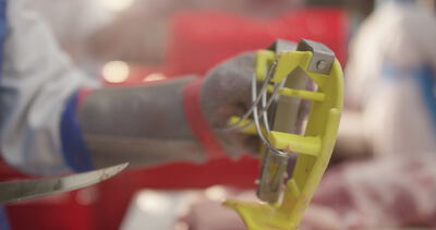 Kettenhandschuh greift das Messer aus der Halterung in der Zerlegung: kettenhandschuh, stechschutzhandschuh