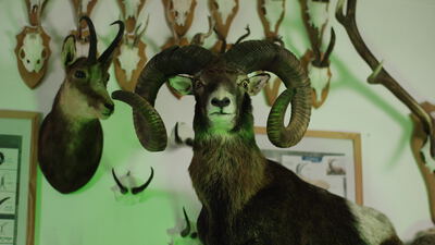 Mufflon und Gämse als Präparate an der Jagdtrophäenwand Mufflon und Gämse als Präparate an der Jagdtrophäenwand, Jagdtrophäe Mufflon, Gämse Präparat und Tierpräparat Wand als 4K