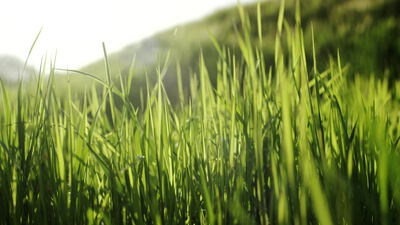 Grüne Grashalme im Gegenlicht in der Nahaufnahme, grüne Grashalme Video, Gras Gegenlicht lizenzfrei und Grashalme