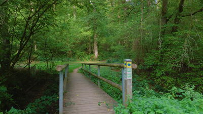 Holzbrücke mit Geländer führt über einen Graben im Wald, Brücke im Wald, Steg und Holzsteg als 4K Stockvideo