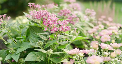 Sternförmige rosa Blüten blühen im Gartenbeet