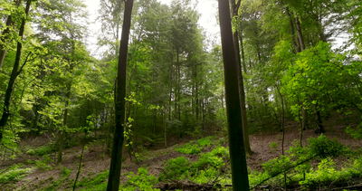 Frischer Frühlingswald mit dichtem grünen Unterholz