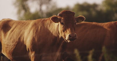 Rind steht im warmen Abendlicht auf der Weide in der Rinderhaltung
