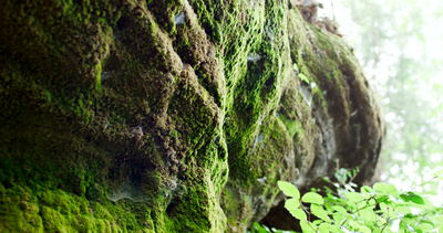 Moosbewachsener Felsblock mit Farnen im sommerlichen Wald