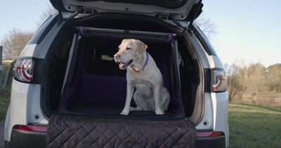 Labrador sitzt in der Transportbox im Kofferraum eines Autos Labrador sitzt in der Transportbox im Kofferraum eines Autos, Hund im Kofferraum, Labrador in Transportbox und Hund sitzt im