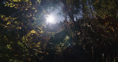Unterholz mit gelben Blättern im Gegenlicht der Sonne