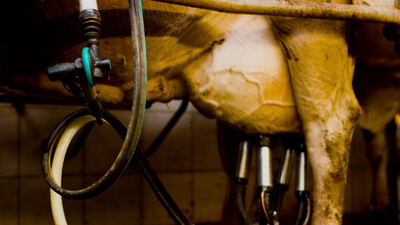 Kuheuter wird mit einer Melkmaschine im Melkstand gemolken