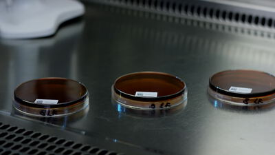 Beschriftete Agarplatten auf Edelstahl in der Sterilwerkbank