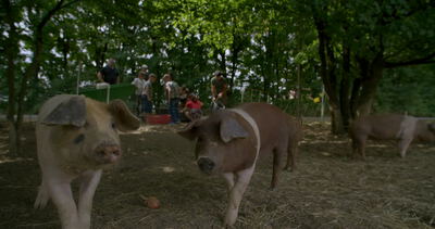 Zwei junge Schweine stehen auf einem schattigen Waldgelände mit Menschen im Hintergrund